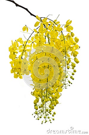 Golden Shower, Purging Cassia ( Cassis fistula Linn ) Stock Photo