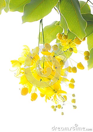 Golden shower tree (Cassia fistula) Stock Photo