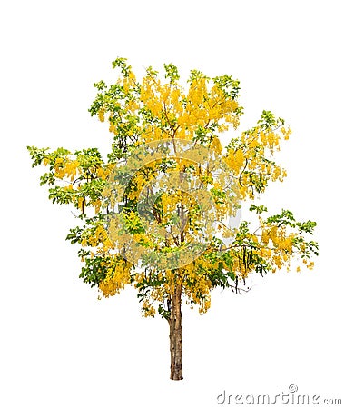 Golden shower tree (Cassia fistula) Stock Photo