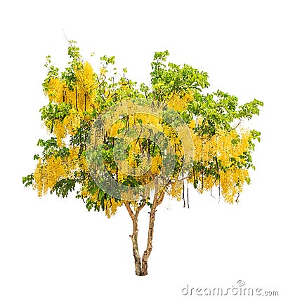 Golden shower tree (Cassia fistula) Stock Photo