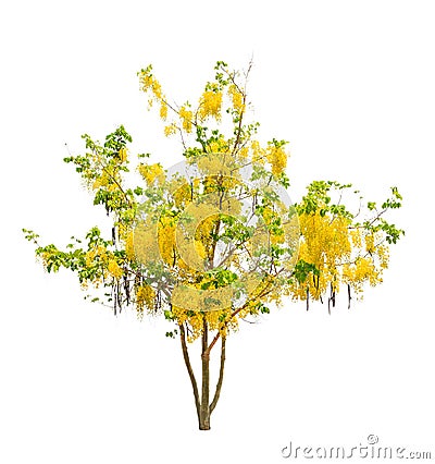 Golden shower tree (Cassia fistula) Stock Photo