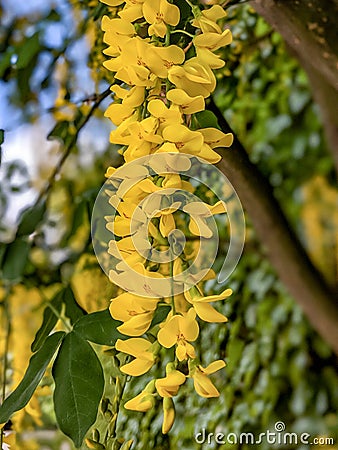 Golden Shower Tree Flowers hanging Stock Photo