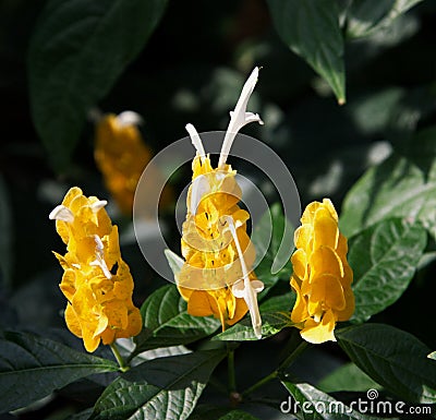 Golden Shrimp Plant Stock Photo