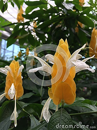 Golden shrimp plant flowers Stock Photo