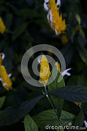 Golden shrimp plant Stock Photo