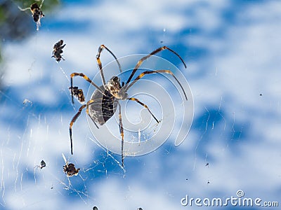 A golden silk orb-weavers Nephila also commonly called golden orb-weavers, giant wood spiders, or banana spiders. Stock Photo