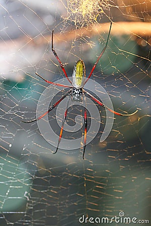 Golden silk orb-weavers (Nephila inaurata madagascariensis) Stock Photo