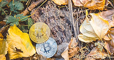 Golden and silver bitcoin in autumn in forest , park .Concept of modern exchange value, electronic money virtual pay , future Stock Photo