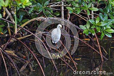 Golden slippers of snowy egret visible in Florida mangrove perch Stock Photo