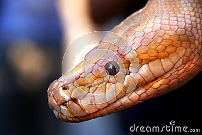 Golden Snake Stock Photo