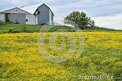 Golden Soybean Field with Gray Barn Stock Photo