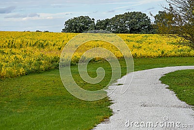 Golden Soybean Field with Gravel Path Stock Photo