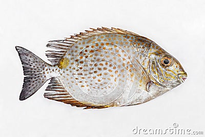 Golden spinefoot Stock Photo