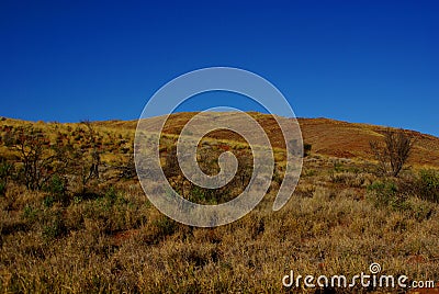 Golden Spinifex Hills Stock Photo