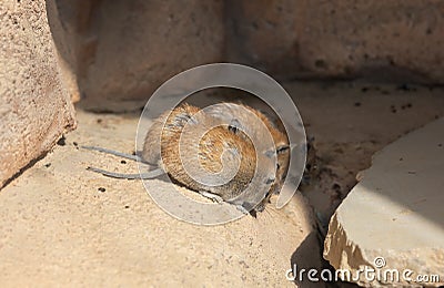 The golden spiny mouse Stock Photo