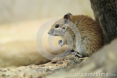 Golden spiny mouse Stock Photo