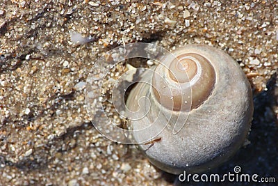 Golden Spiral of Life Stock Photo