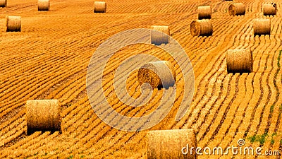 Golden straw field with hay bales. Harvest meadow in golden yellow colors. Stock Photo