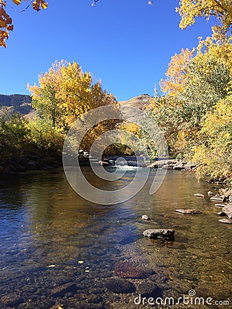Golden Colorado Stream View Stock Photo