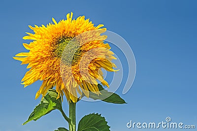 Golden sunflower under blue sky Stock Photo