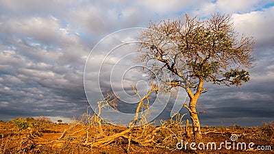 Golden sunrise in the african bush. Glowing Acacia tree hit by sunlight against dramatic sky. Landscape in the Kruger National Par Stock Photo