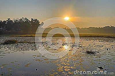 Golden sunrise over waterlily pond Stock Photo