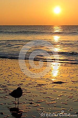 Golden Sunrise Seagull Myrtle Beach Stock Photo