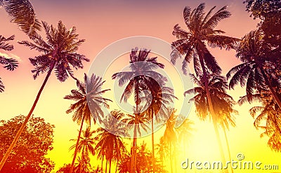 Golden sunset, nature background with palms Stock Photo