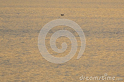 A golden sunset over a pond in Milicz area Stock Photo