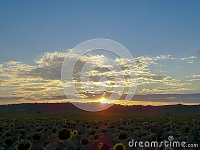Golden sunset over sunflower fields, mystical clouds in the sky Stock Photo
