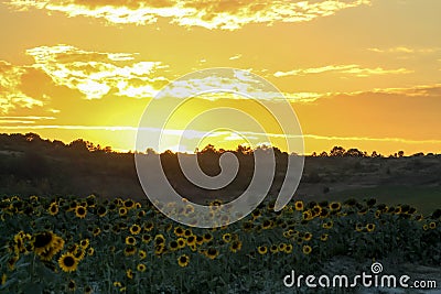 Golden sunset over sunflower fields, mystical clouds in the sky Stock Photo