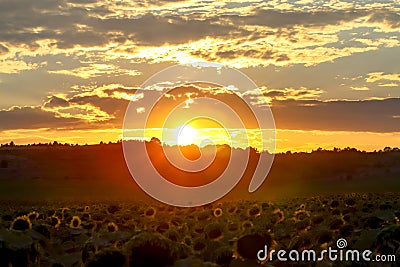 Golden sunset over sunflower fields, mystical clouds in the sky Stock Photo