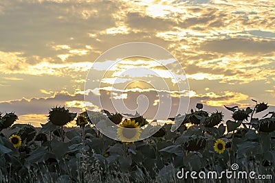 Golden sunset over sunflower fields, mystical clouds in the sky Stock Photo