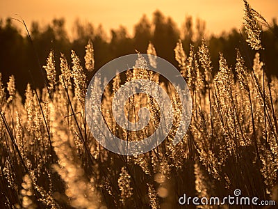 Golden Sunset and reed grass Stock Photo