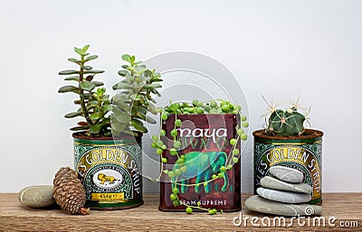 golden syrup and tea tins used for succulent plants on shelf, repurpose and upcycle to reduce waste Editorial Stock Photo