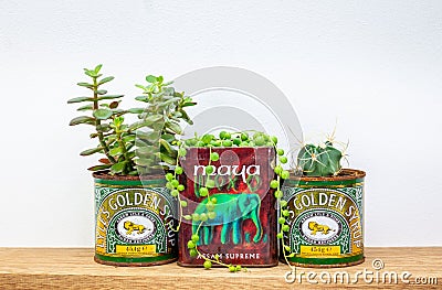 Golden syrup and tea tins used for succulent plants on shelf, repurpose and upcycle to reduce waste Editorial Stock Photo