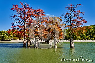 Golden Taxodium distichum stand in a gorgeous lake against the backdrop of the Caucasus mountains in the fall. Autumn. October. Su Stock Photo