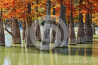 Golden Taxodium distichum stand majestically in a gorgeous lake against the backdrop of the Caucasus Mountains in the fall. Autumn Stock Photo