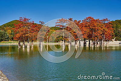 Golden Taxodium distichum stand majestically in a gorgeous lake against the backdrop of the Caucasus Mountains in the fall. Autumn Stock Photo