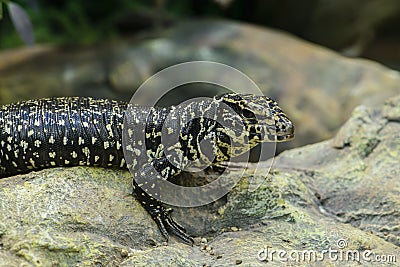 Golden Tegu Tupinambis teguixin rests on a stone in the Peruvi Stock Photo
