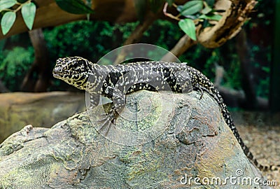 Golden Tegu Tupinambis teguixin rests on a stone in the Peruvi Stock Photo