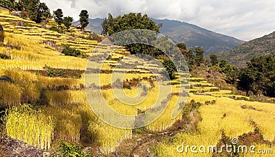Golden terraced rice field in Solukhumbu valley, Nepal Stock Photo