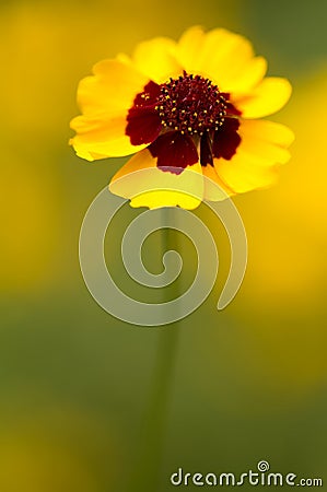 Golden tickseed (lat. Coreopsis tinctoria) Stock Photo