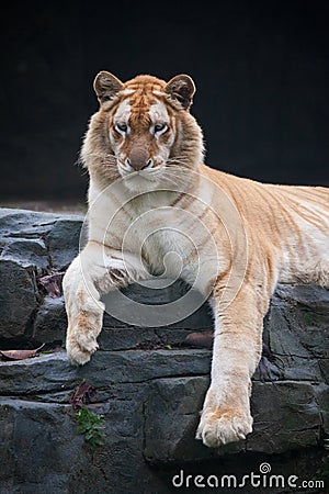Golden tiger Stock Photo