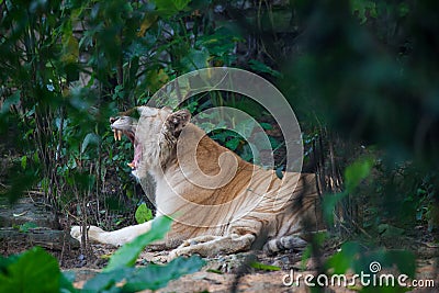 Golden tiger Stock Photo