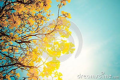 Golden tree Stock Photo