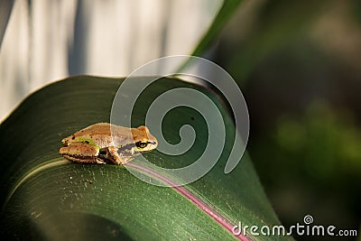 Golden Tree Frog Resting on Corn Stalk Home Garden Background 4K UHD 300 DPI Stock Photo