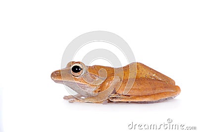 The golden tree frog on white Stock Photo