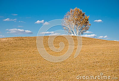 Golden tree on slope Stock Photo