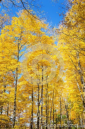 Yellow Trees and Blue Sky in Autumn Stock Photo